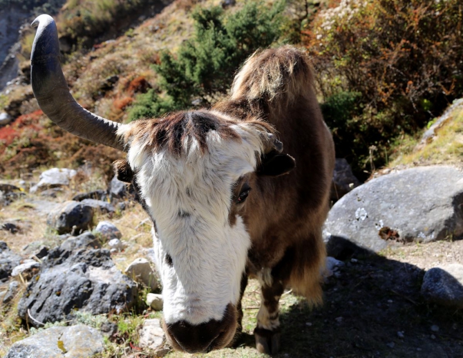 Непальский трекинг..