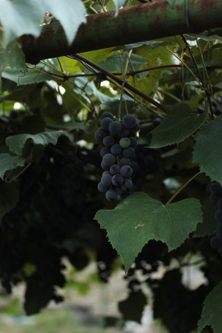 Здравствуй, младший брат, или как я в Болгарии Архыз искала (Путешествия, болгария, варна, вело-поход, велотуризм, велосипед, вписка, гостеприимство, екатерина светлая, клуб гостеприимства, открытость, путешествие)