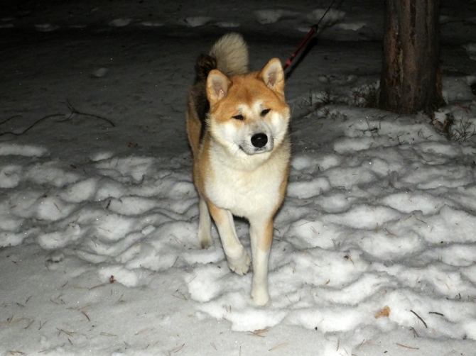 Новогодний экстрим в Чегетском лесу(в продолжение поздравлялки, Горные лыжи/Сноуборд, приэльбрусье, терскльско-чегетский лес)