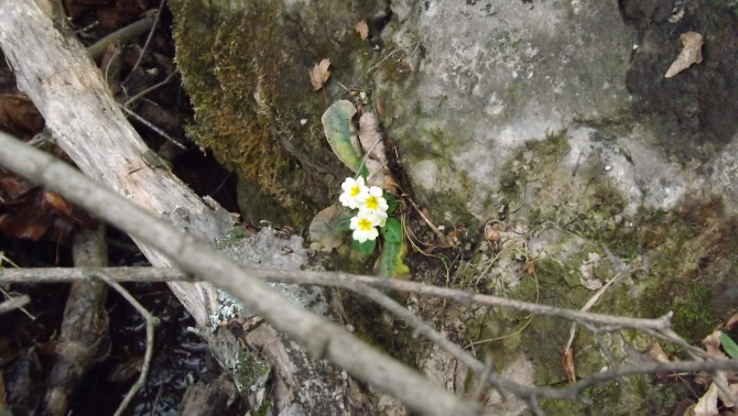 Прогулка по Демерджи. Фотоотчет. (Горный туризм, крым, зима)