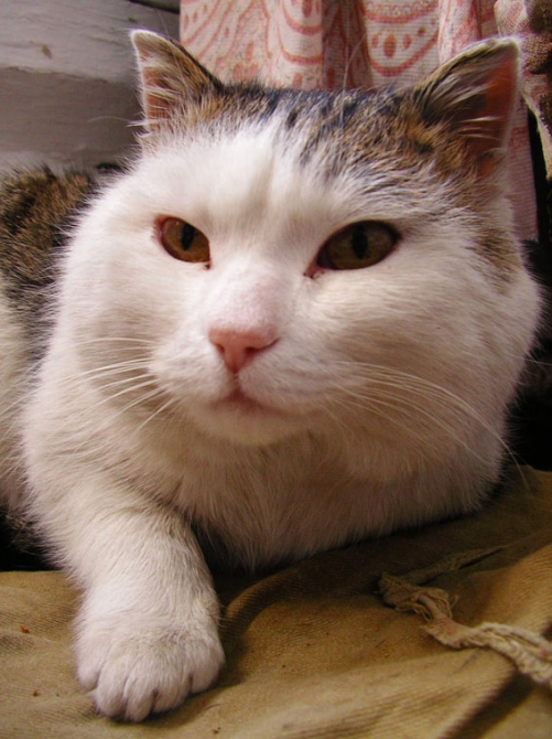 Фотоотчёт о зимнем Алтае. Дополнение к рассказу. (Альпинизм, ира иванова, колпаков, протасов, тилипенко, зимний поход, жаров, бездитко, поход, первопроход, алтай, горные лыжи)