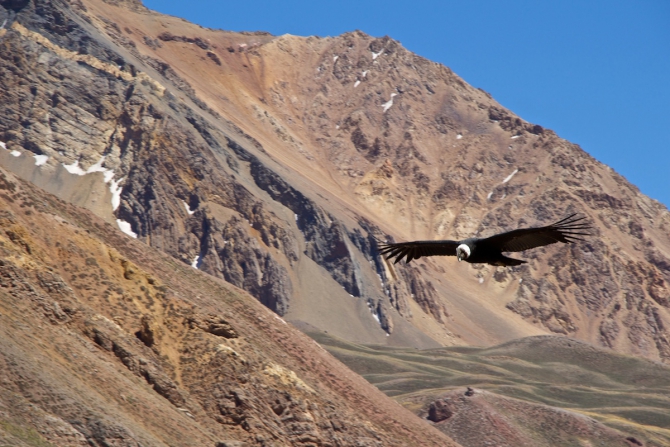 Аконкагуа в ноябре. Не так уж и страшна. (Альпинизм, южная америка, аргентина)