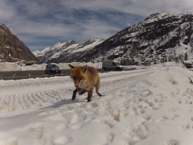 Гран Парадизо, Италия (Ски-тур, ски-тур, ски-альпинизм)