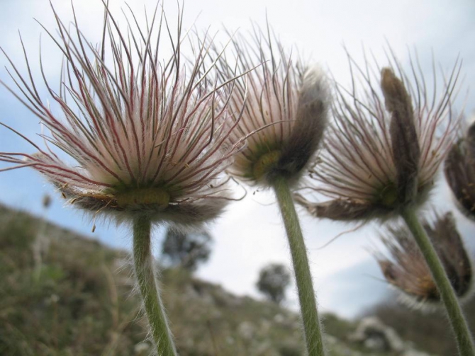 Ехать ли сейчас в Форос на скалы? (Альпинизм, крым, уарч-кая, . чёртова лестница. весна. цветы. скалы.)