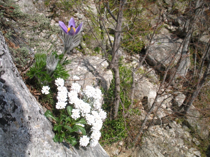Ехать ли сейчас в Форос на скалы? (Альпинизм, крым, уарч-кая, . чёртова лестница. весна. цветы. скалы.)