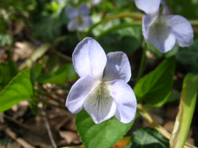 Ехать ли сейчас в Форос на скалы? (Альпинизм, крым, уарч-кая, . чёртова лестница. весна. цветы. скалы.)