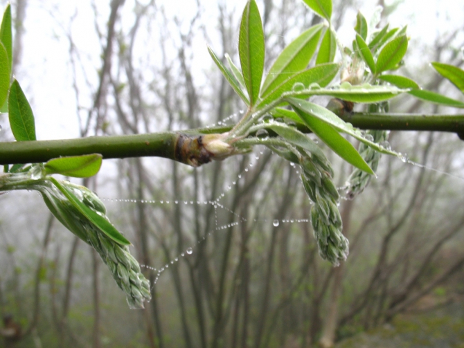 Ехать ли сейчас в Форос на скалы? (Альпинизм, крым, уарч-кая, . чёртова лестница. весна. цветы. скалы.)