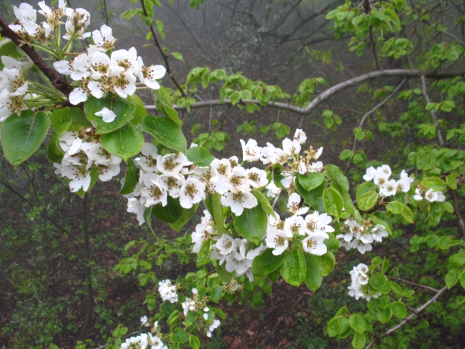 Ехать ли сейчас в Форос на скалы? (Альпинизм, крым, уарч-кая, . чёртова лестница. весна. цветы. скалы.)