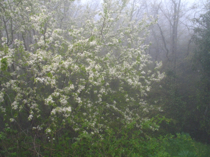 Ехать ли сейчас в Форос на скалы? (Альпинизм, крым, уарч-кая, . чёртова лестница. весна. цветы. скалы.)