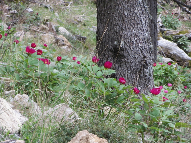 Турция. Ликийская тропа. Апрель 2014. (Путешествия)