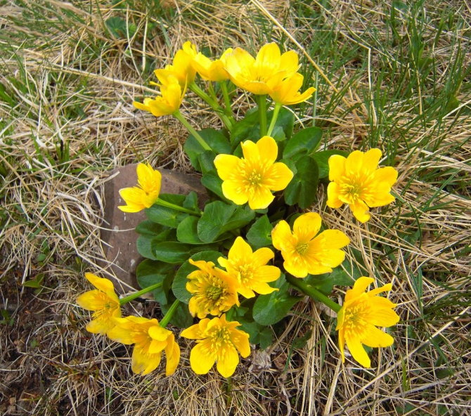 Майская прогулочка по Кавказу или три в одном: КЧР, КБР, С. Осетия. (Горный туризм)