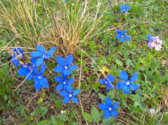 Майская прогулочка по Кавказу или три в одном: КЧР, КБР, С. Осетия. (Горный туризм)