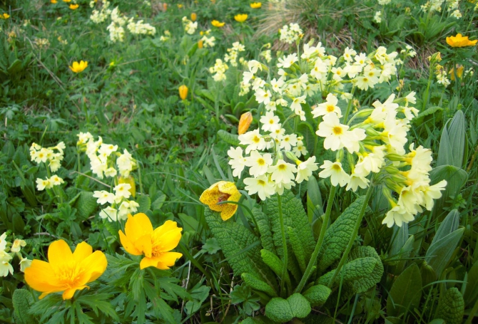 Майская прогулочка по Кавказу или три в одном: КЧР, КБР, С. Осетия. (Горный туризм)