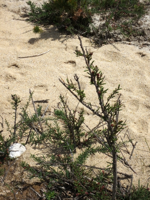 Гуляем в ущелье Адыр-су. (адырсу, приэльбрусье.)