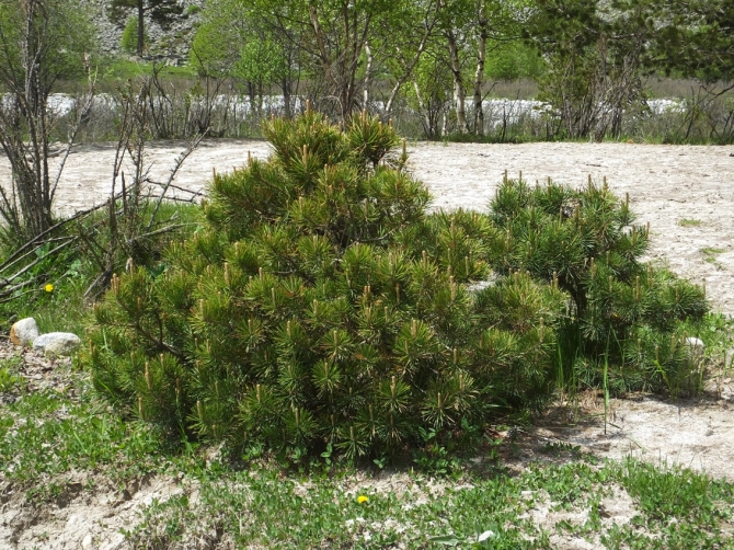 Гуляем в ущелье Адыр-су. (адырсу, приэльбрусье.)