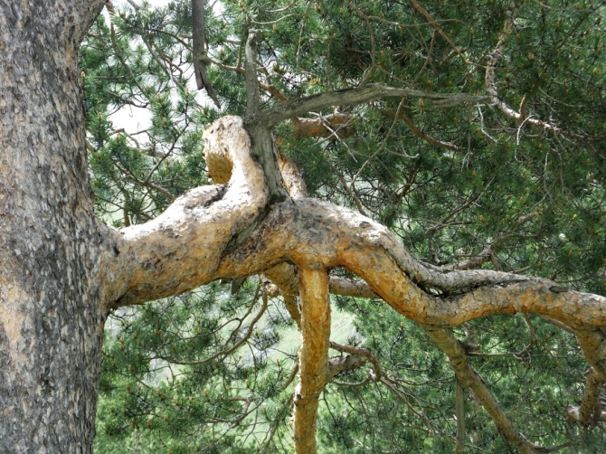 Гуляем в ущелье Адыр-су. (адырсу, приэльбрусье.)