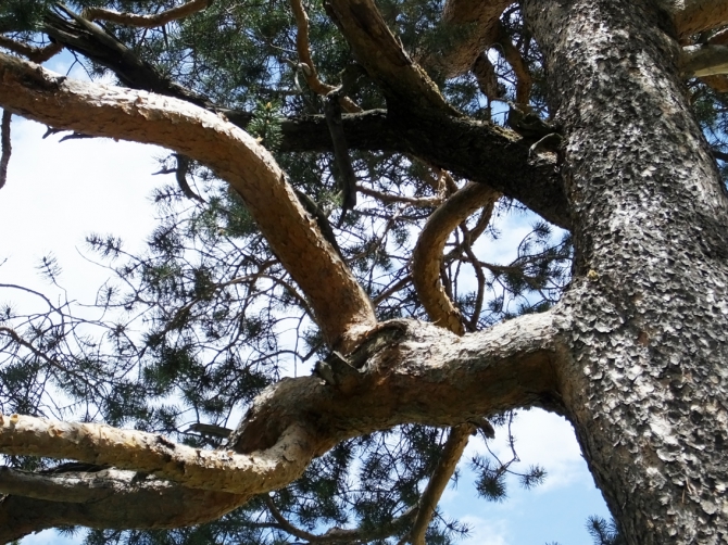 Гуляем в ущелье Адыр-су. (адырсу, приэльбрусье.)