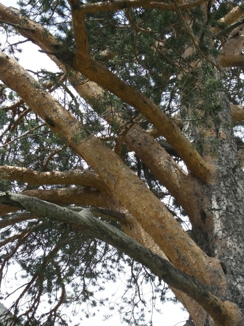 Гуляем в ущелье Адыр-су. (адырсу, приэльбрусье.)