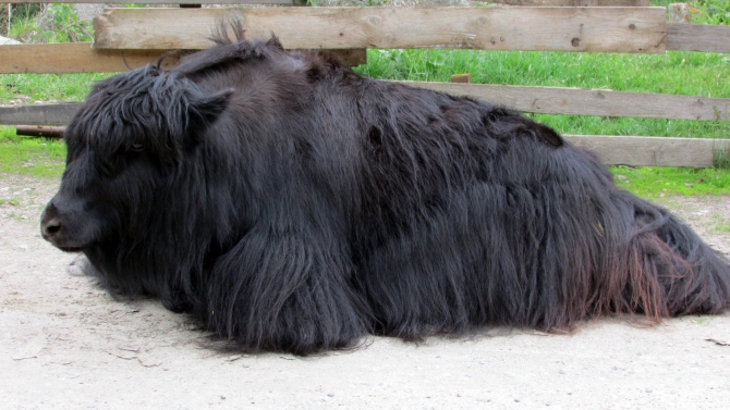 В Адыл-су. (приэльбрусье, джантуган, шхельда)