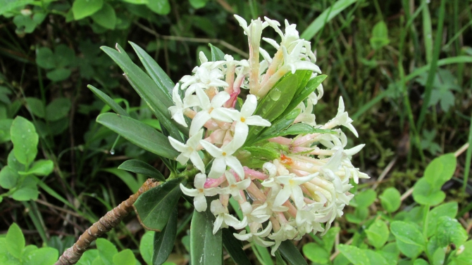 В Адыл-су. (приэльбрусье, джантуган, шхельда)