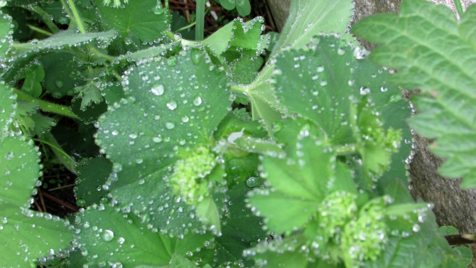 В Адыл-су. (приэльбрусье, джантуган, шхельда)