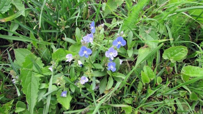 В Адыл-су. (приэльбрусье, джантуган, шхельда)