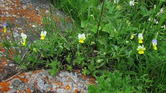 В Адыл-су. (приэльбрусье, джантуган, шхельда)