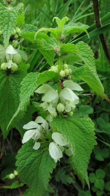 В Адыл-су. (приэльбрусье, джантуган, шхельда)