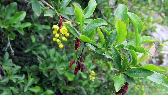 В Адыл-су. (приэльбрусье, джантуган, шхельда)