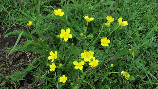 В Адыл-су. (приэльбрусье, джантуган, шхельда)