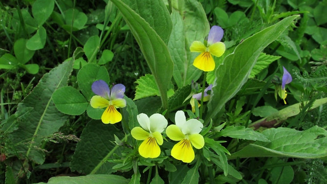 В Адыл-су. (приэльбрусье, джантуган, шхельда)