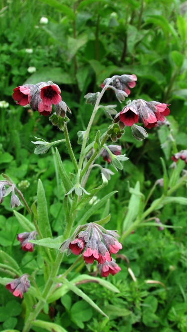 В Адыл-су. (приэльбрусье, джантуган, шхельда)