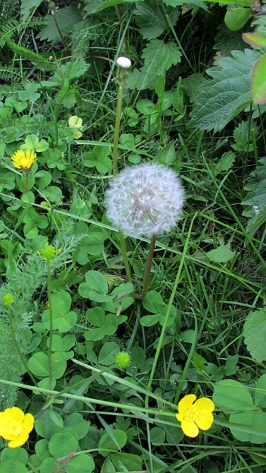 В Адыл-су. (приэльбрусье, джантуган, шхельда)