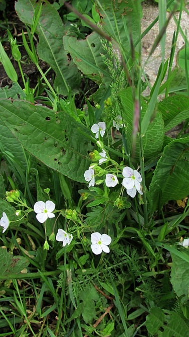 В Адыл-су. (приэльбрусье, джантуган, шхельда)