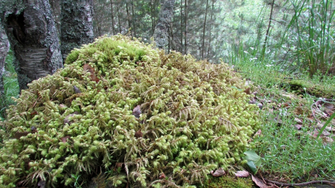 В Адыл-су. (приэльбрусье, джантуган, шхельда)