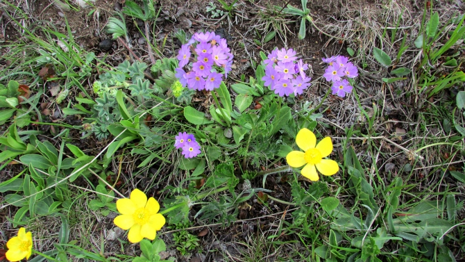 В Адыл-су. (приэльбрусье, джантуган, шхельда)