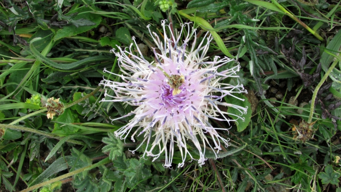 В Адыл-су. (приэльбрусье, джантуган, шхельда)