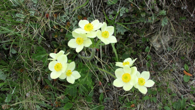 В Адыл-су. (приэльбрусье, джантуган, шхельда)