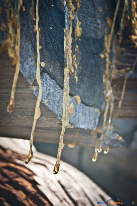 Альпинизм в Крыму. Анонс новых маршрутов на Алупкинской стене и г.Куш-Кая. (описание, первопроход, алупкинская стена)