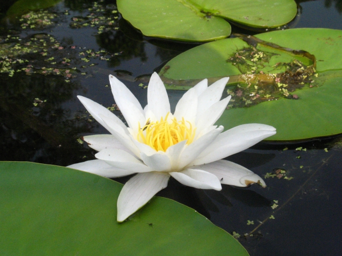 В краю водяных лилий и кувшинок. (Путешествия, река орель, сплав на лодках, водные путешествия, водные лилии.)