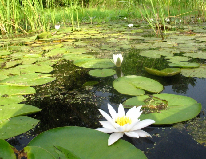 В краю водяных лилий и кувшинок. (Путешествия, река орель, сплав на лодках, водные путешествия, водные лилии.)