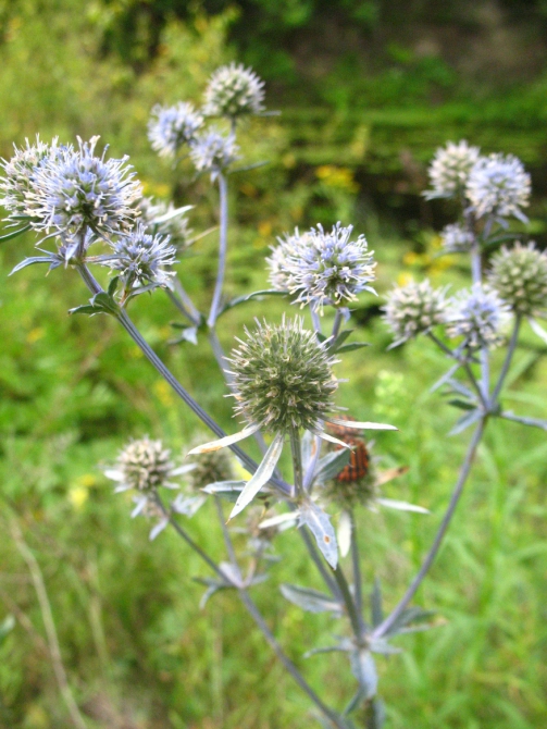 В краю водяных лилий и кувшинок. (Путешествия, река орель, сплав на лодках, водные путешествия, водные лилии.)