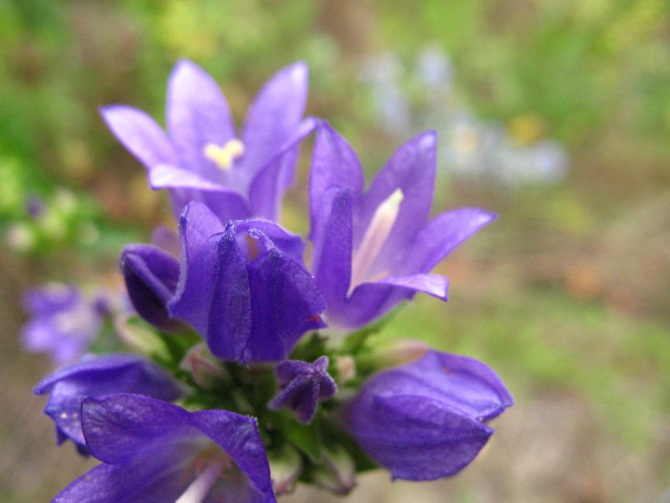 В краю водяных лилий и кувшинок. (Путешествия, река орель, сплав на лодках, водные путешествия, водные лилии.)