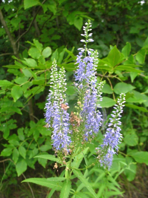 В краю водяных лилий и кувшинок. (Путешествия, река орель, сплав на лодках, водные путешествия, водные лилии.)