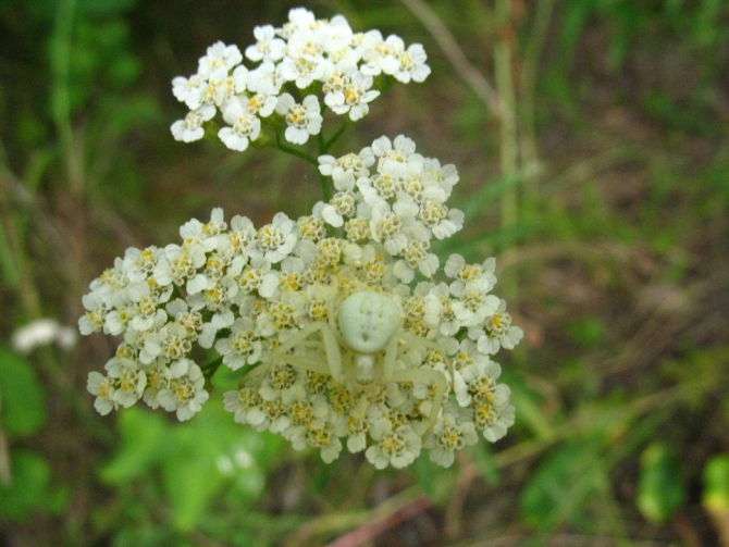 В краю водяных лилий и кувшинок. (Путешествия, река орель, сплав на лодках, водные путешествия, водные лилии.)