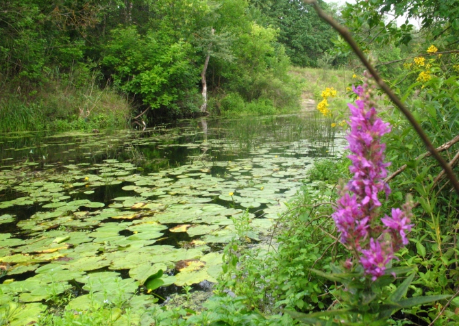 В краю водяных лилий и кувшинок. (Путешествия, река орель, сплав на лодках, водные путешествия, водные лилии.)