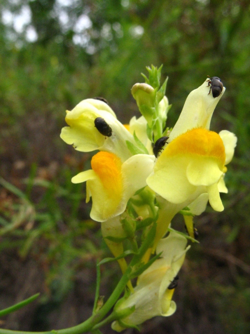 В краю водяных лилий и кувшинок. (Путешествия, река орель, сплав на лодках, водные путешествия, водные лилии.)