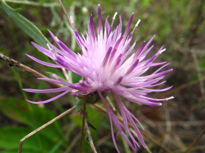 В краю водяных лилий и кувшинок. (Путешествия, река орель, сплав на лодках, водные путешествия, водные лилии.)