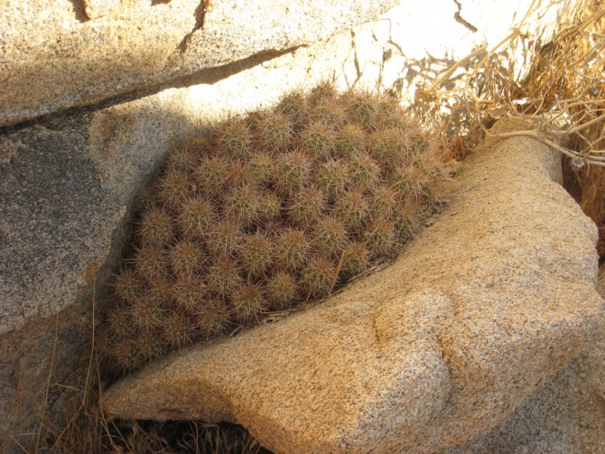 Болдеринг. Joshua Tree.... Зима... (Скалолазание, usa, dav-club-russland)