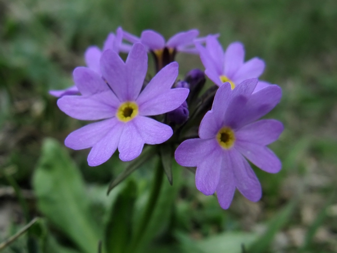 Эльбрус - май 2008. Фотоальбом (Альпинизм, восхождение, горы, кавказ, ирик, приэльбрусье)